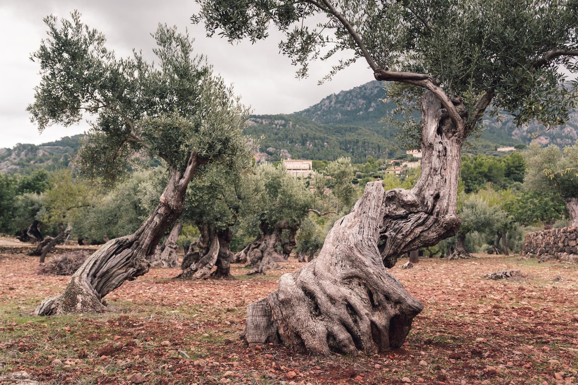 Oliviers centenaires du domaine